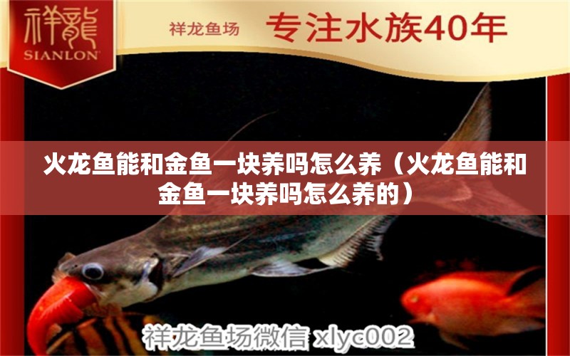 火龍魚能和金魚一塊養(yǎng)嗎怎么養(yǎng)（火龍魚能和金魚一塊養(yǎng)嗎怎么養(yǎng)的） 祥龍水族醫(yī)院