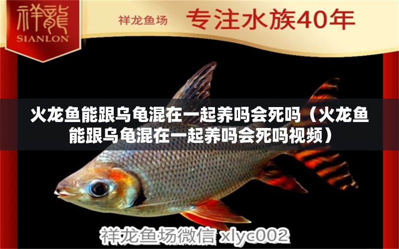 火龍魚能跟烏龜混在一起養(yǎng)嗎會死嗎（火龍魚能跟烏龜混在一起養(yǎng)嗎會死嗎視頻）