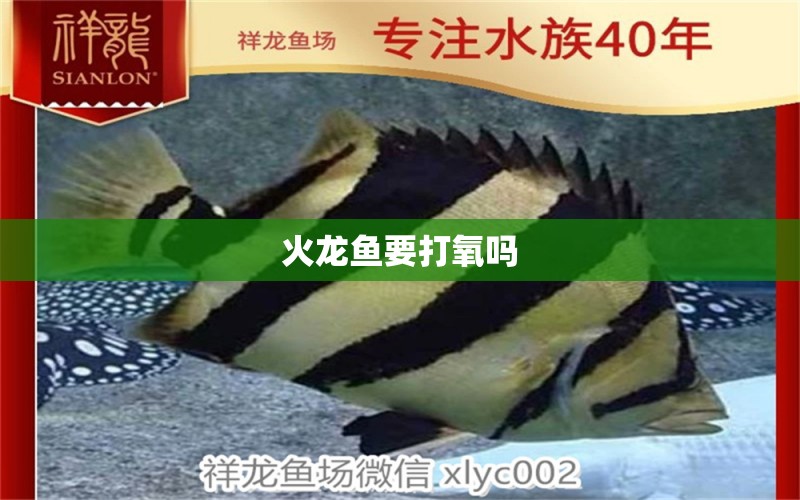 火龍魚要打氧嗎