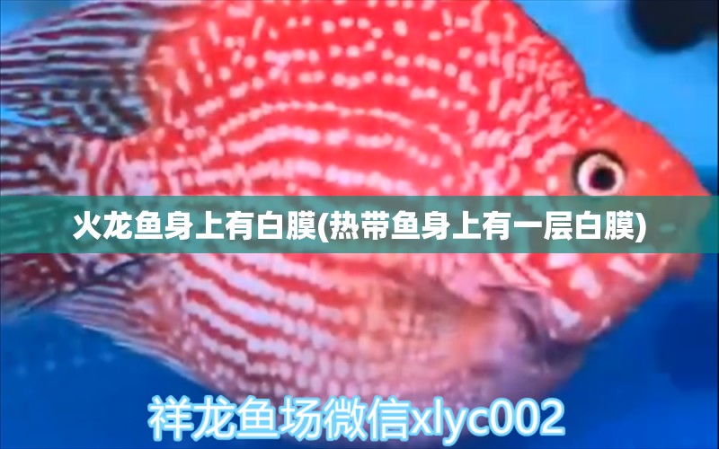 火龍魚身上有白膜(熱帶魚身上有一層白膜) 熱帶魚魚苗批發(fā)