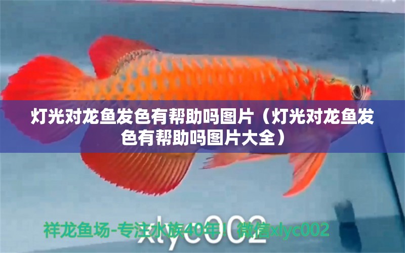 燈光對龍魚發(fā)色有幫助嗎圖片（燈光對龍魚發(fā)色有幫助嗎圖片大全） 觀賞魚市場（混養(yǎng)魚）