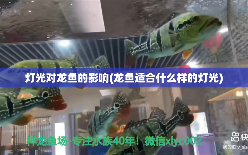 燈光對龍魚的影響(龍魚適合什么樣的燈光) 錦鯉池魚池建設(shè) 第1張