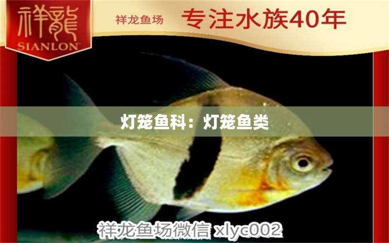 燈籠魚科：燈籠魚類