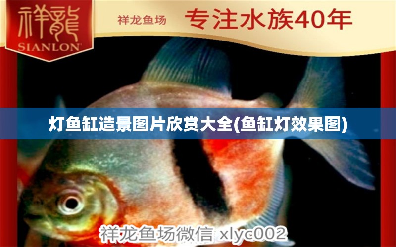 燈魚缸造景圖片欣賞大全(魚缸燈效果圖)