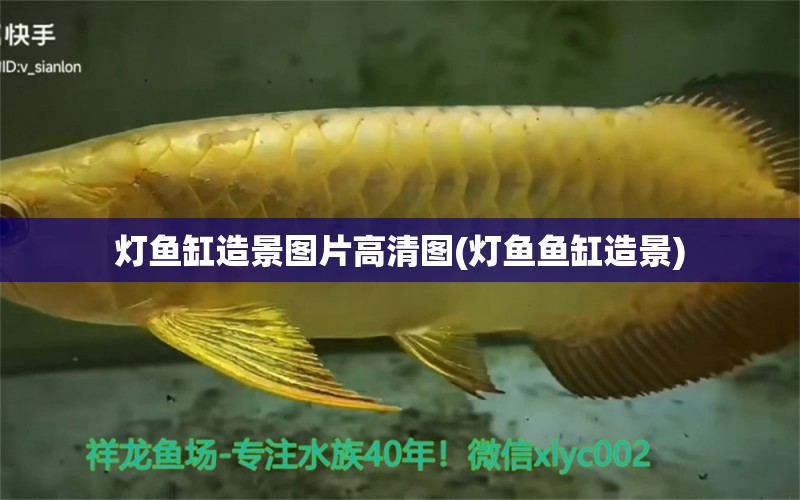 燈魚(yú)缸造景圖片高清圖(燈魚(yú)魚(yú)缸造景)