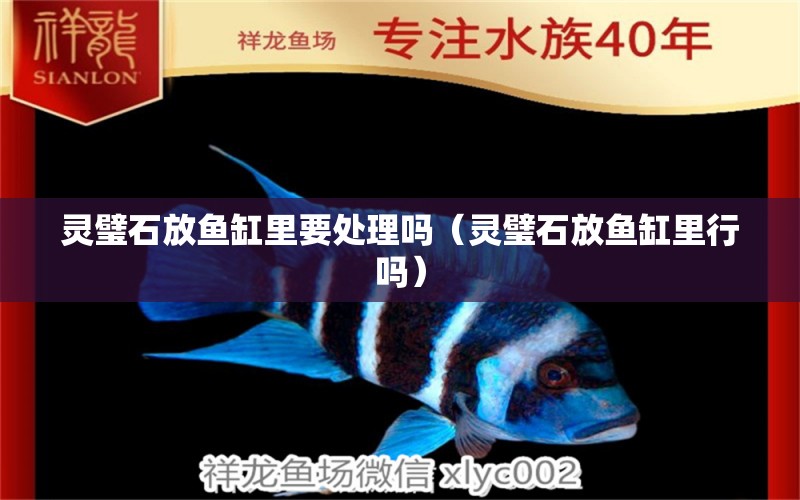 靈璧石放魚缸里要處理嗎（靈璧石放魚缸里行嗎）