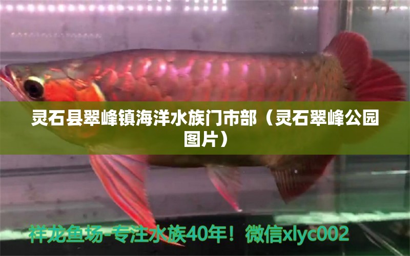 靈石縣翠峰鎮(zhèn)海洋水族門市部（靈石翠峰公園圖片）