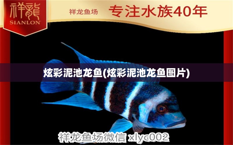 炫彩泥池龍魚(炫彩泥池龍魚圖片)