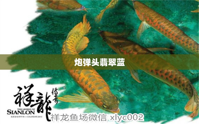 炮彈頭翡翠藍(lán) 觀賞魚市場