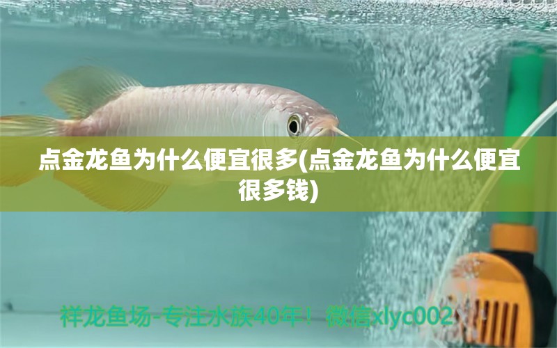 點(diǎn)金龍魚為什么便宜很多(點(diǎn)金龍魚為什么便宜很多錢) 龍魚批發(fā)