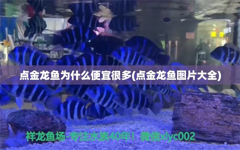 點(diǎn)金龍魚為什么便宜很多(點(diǎn)金龍魚圖片大全) 羅漢魚批發(fā)