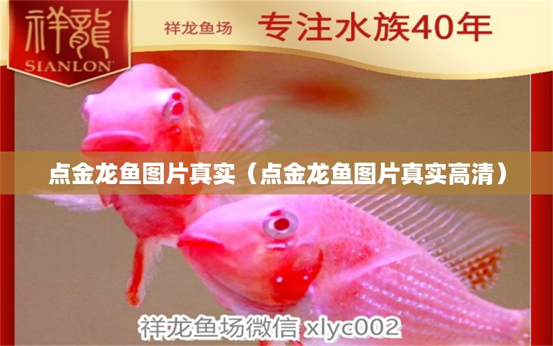 點金龍魚圖片真實（點金龍魚圖片真實高清）