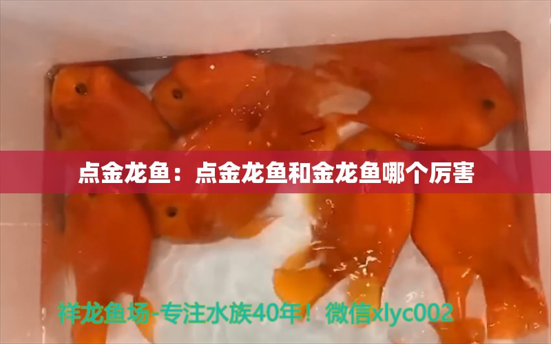 點金龍魚：點金龍魚和金龍魚哪個厲害