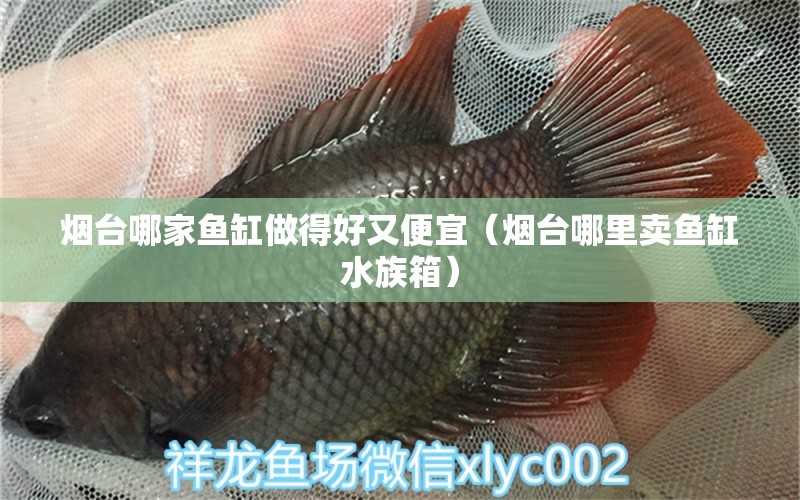 煙臺(tái)哪家魚(yú)缸做得好又便宜（煙臺(tái)哪里賣(mài)魚(yú)缸水族箱） 魚(yú)缸/水族箱