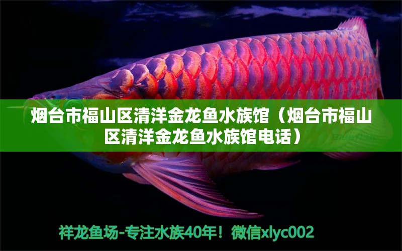 煙臺(tái)市福山區(qū)清洋金龍魚水族館（煙臺(tái)市福山區(qū)清洋金龍魚水族館電話）