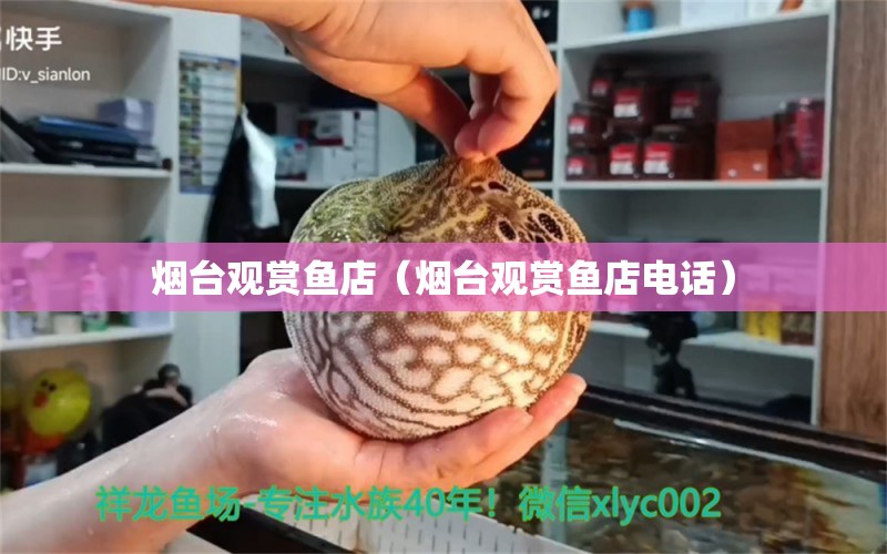 煙臺觀賞魚店（煙臺觀賞魚店電話） 觀賞魚市場