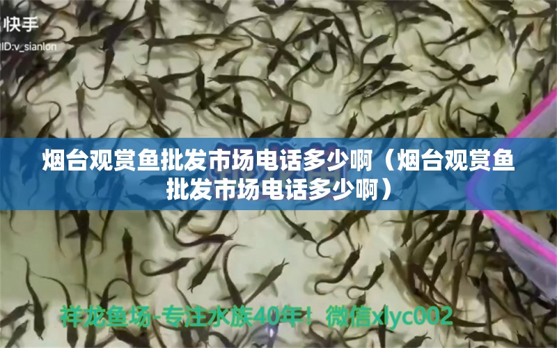 煙臺觀賞魚批發(fā)市場電話多少?。熍_觀賞魚批發(fā)市場電話多少?。?觀賞魚批發(fā)