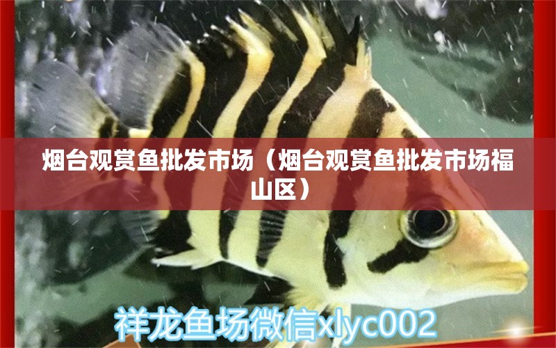 煙臺(tái)觀賞魚批發(fā)市場(chǎng)（煙臺(tái)觀賞魚批發(fā)市場(chǎng)福山區(qū)）