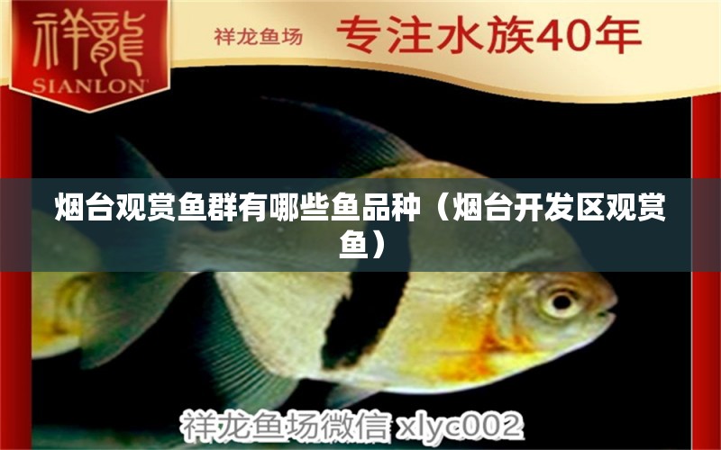 煙臺觀賞魚群有哪些魚品種（煙臺開發(fā)區(qū)觀賞魚） 玫瑰銀版魚