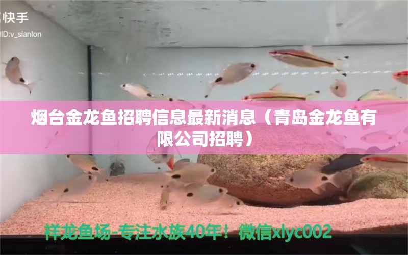 煙臺金龍魚招聘信息最新消息（青島金龍魚有限公司招聘） 圖騰金龍魚