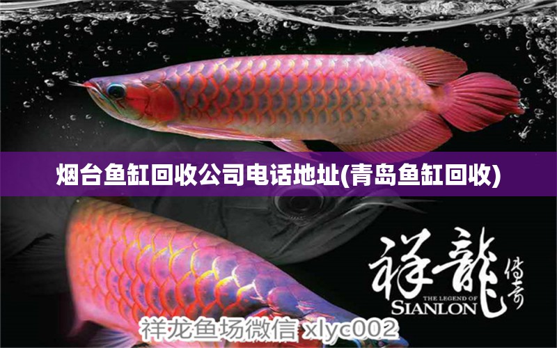 煙臺(tái)魚缸回收公司電話地址(青島魚缸回收) 稀有金龍魚