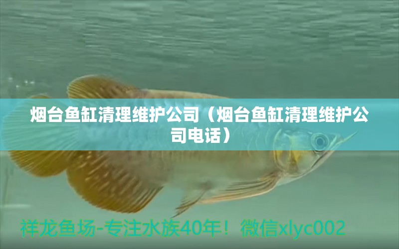 煙臺魚缸清理維護公司（煙臺魚缸清理維護公司電話） 其他品牌魚缸