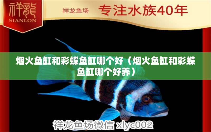 煙火魚缸和彩蝶魚缸哪個(gè)好（煙火魚缸和彩蝶魚缸哪個(gè)好養(yǎng)） 祥龍水族醫(yī)院