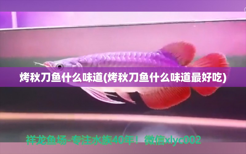 烤秋刀魚什么味道(烤秋刀魚什么味道最好吃) BD魟魚