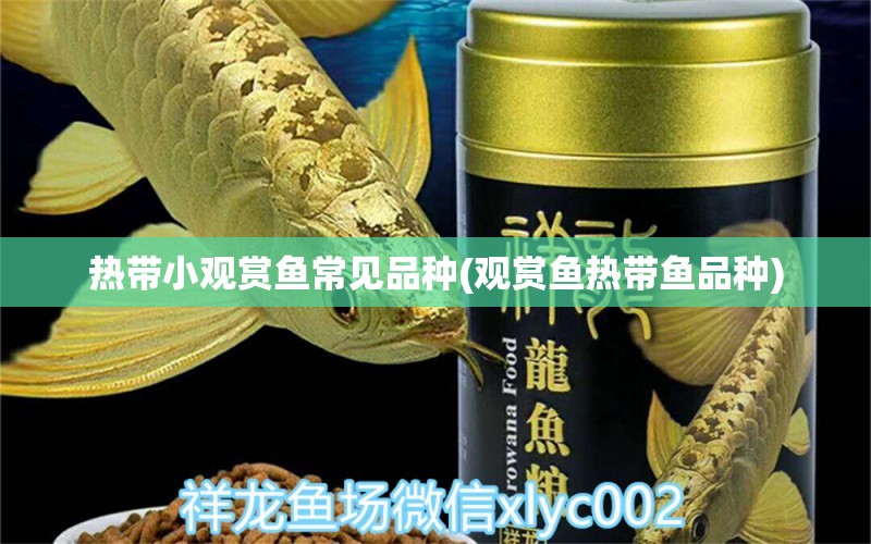 熱帶小觀賞魚常見品種(觀賞魚熱帶魚品種)