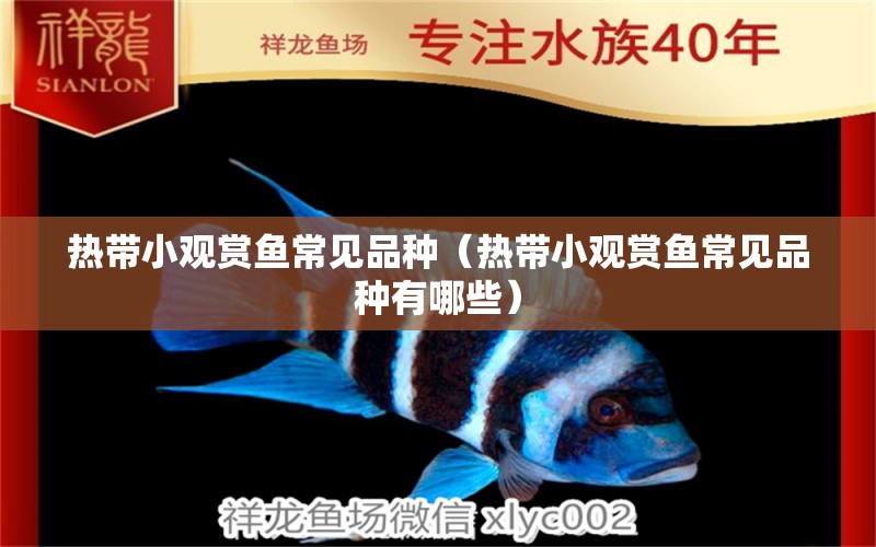 熱帶小觀賞魚常見品種（熱帶小觀賞魚常見品種有哪些） 名貴錦鯉魚