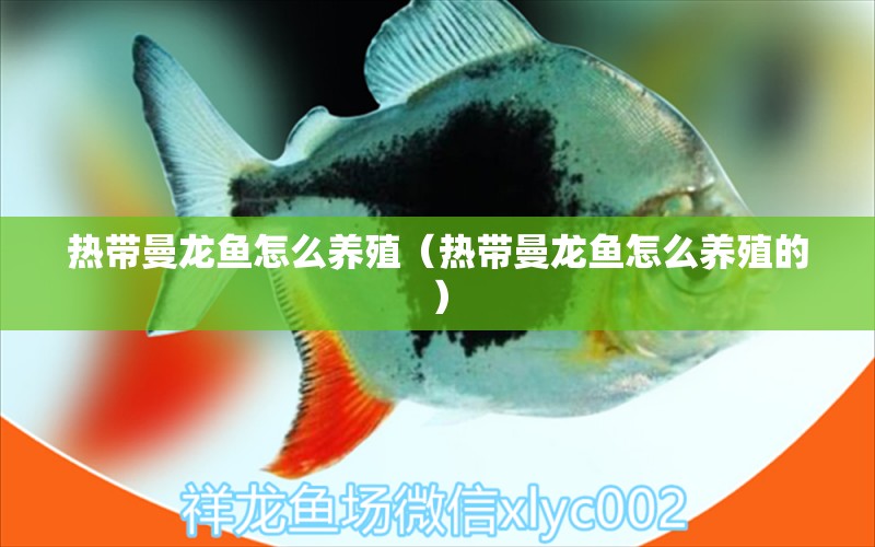 熱帶曼龍魚怎么養(yǎng)殖（熱帶曼龍魚怎么養(yǎng)殖的）