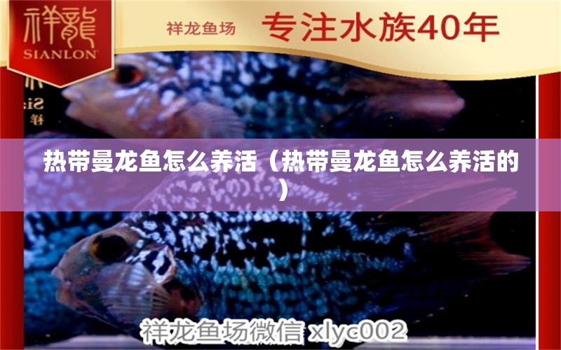 熱帶曼龍魚怎么養(yǎng)活（熱帶曼龍魚怎么養(yǎng)活的）