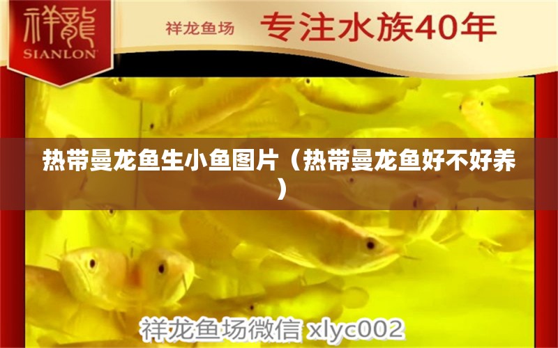 熱帶曼龍魚生小魚圖片（熱帶曼龍魚好不好養(yǎng)）