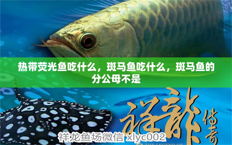 熱帶熒光魚吃什么，斑馬魚吃什么，斑馬魚的分公母不是 紅魔王銀版魚