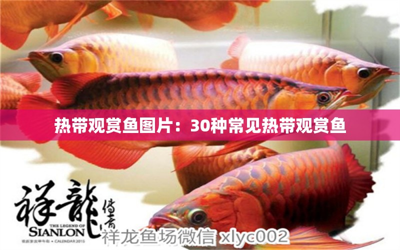 熱帶觀賞魚圖片：30種常見(jiàn)熱帶觀賞魚