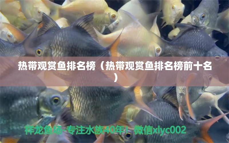 熱帶觀賞魚排名榜（熱帶觀賞魚排名榜前十名）