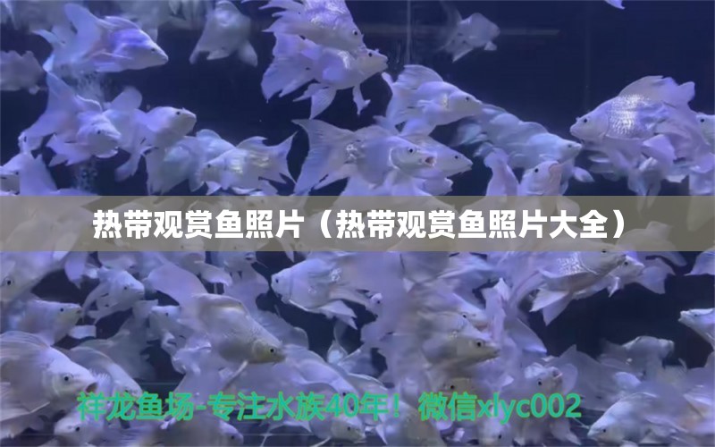 熱帶觀賞魚照片（熱帶觀賞魚照片大全）