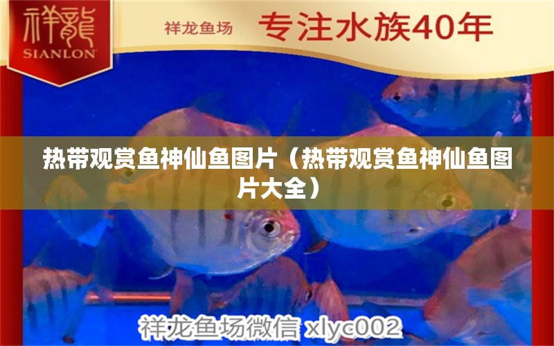 熱帶觀賞魚神仙魚圖片（熱帶觀賞魚神仙魚圖片大全） 廣州龍魚批發(fā)市場