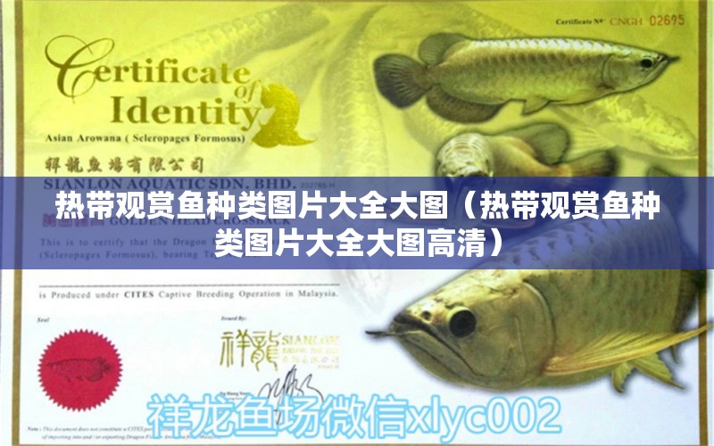 熱帶觀賞魚種類圖片大全大圖（熱帶觀賞魚種類圖片大全大圖高清） 觀賞魚市場(chǎng)（混養(yǎng)魚）