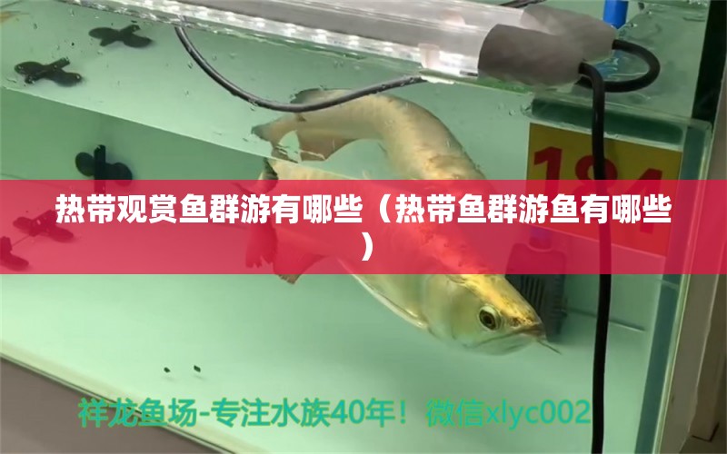 熱帶觀賞魚群游有哪些（熱帶魚群游魚有哪些） 斯維尼關刀魚