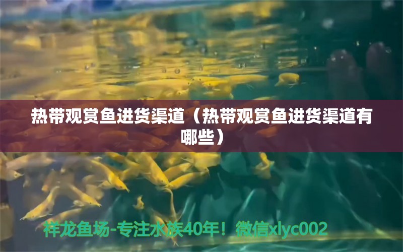 熱帶觀賞魚進貨渠道（熱帶觀賞魚進貨渠道有哪些） 廣州龍魚批發(fā)市場