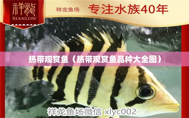 熱帶觀賞魚（熱帶觀賞魚品種大全圖） 大湖紅龍魚