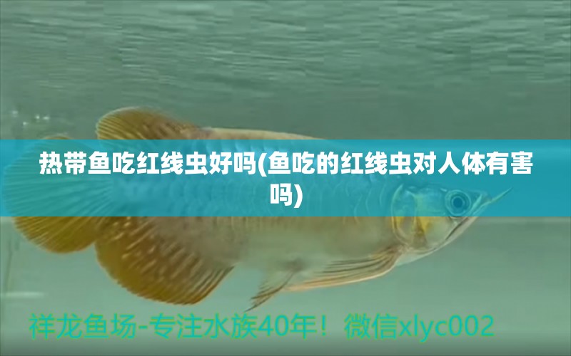 熱帶魚(yú)吃紅線蟲(chóng)好嗎(魚(yú)吃的紅線蟲(chóng)對(duì)人體有害嗎) 潛水艇魚(yú)