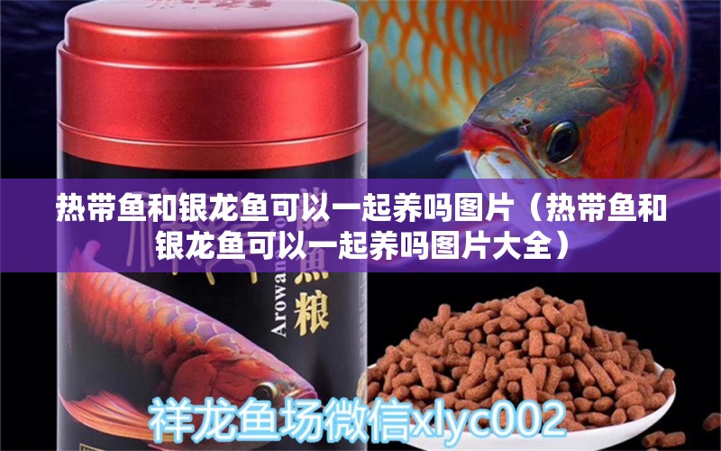 熱帶魚和銀龍魚可以一起養(yǎng)嗎圖片（熱帶魚和銀龍魚可以一起養(yǎng)嗎圖片大全）