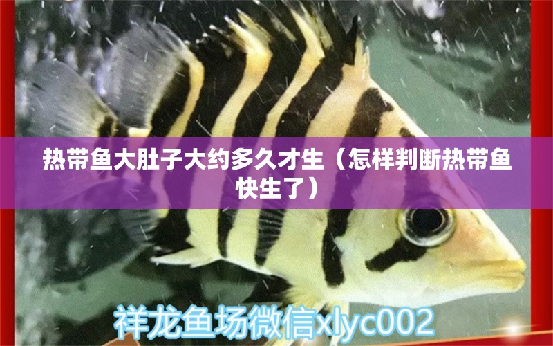 熱帶魚大肚子大約多久才生（怎樣判斷熱帶魚快生了） 羅漢魚