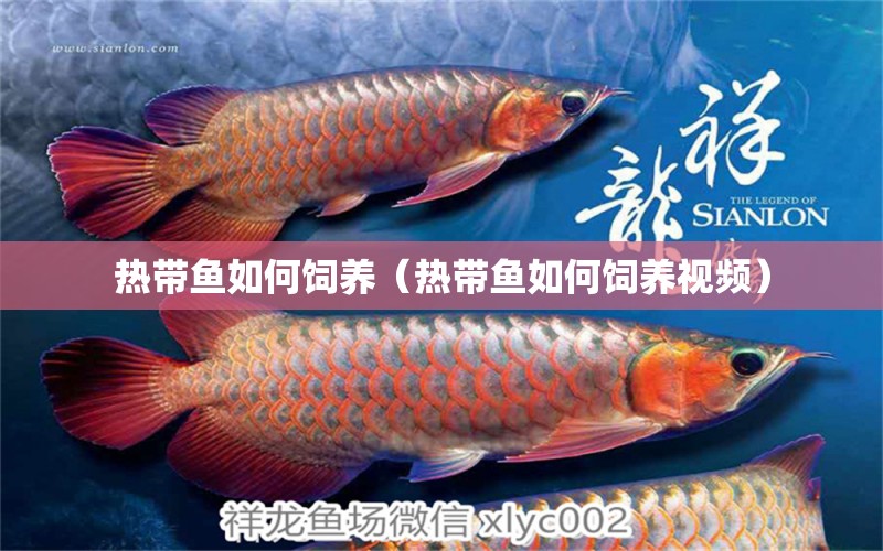 熱帶魚如何飼養(yǎng)（熱帶魚如何飼養(yǎng)視頻） 祥龍水族醫(yī)院