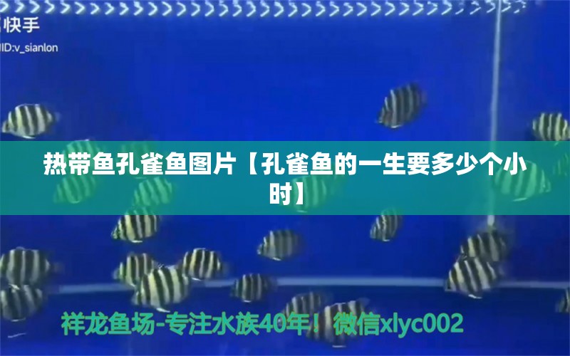 熱帶魚(yú)孔雀魚(yú)圖片【孔雀魚(yú)的一生要多少個(gè)小時(shí)】 龍魚(yú)批發(fā)