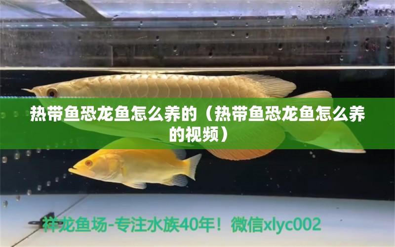 熱帶魚恐龍魚怎么養(yǎng)的（熱帶魚恐龍魚怎么養(yǎng)的視頻） 廣州龍魚批發(fā)市場