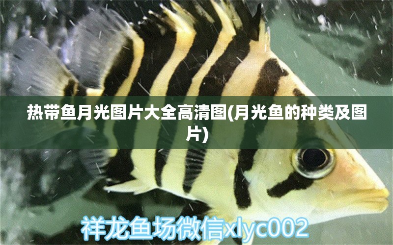 熱帶魚月光圖片大全高清圖(月光魚的種類及圖片) 銀河星鉆魚