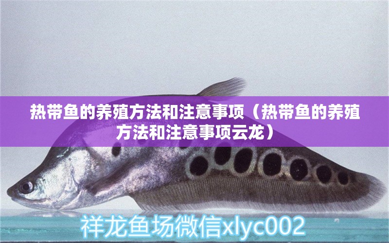 熱帶魚的養(yǎng)殖方法和注意事項(xiàng)（熱帶魚的養(yǎng)殖方法和注意事項(xiàng)云龍） 廣州龍魚批發(fā)市場